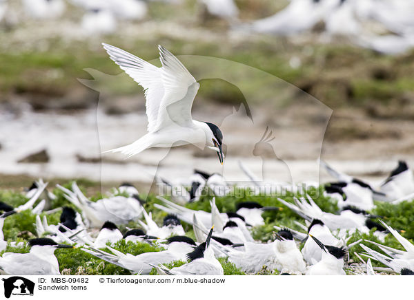 Sandwich terns / MBS-09482