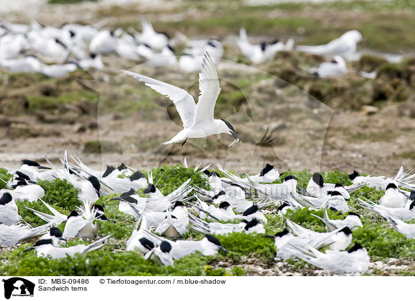 Sandwich terns / MBS-09486