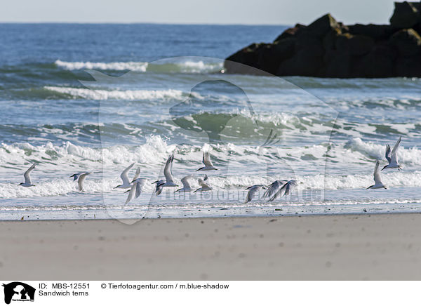 Sandwich terns / MBS-12551