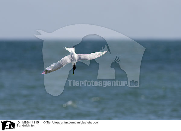 Brandseeschwalbe / Sandwich tern / MBS-14115