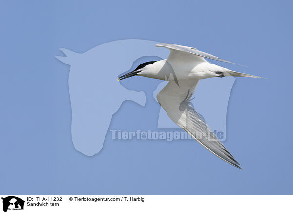 Brandseeschwalbe / Sandwich tern / THA-11232