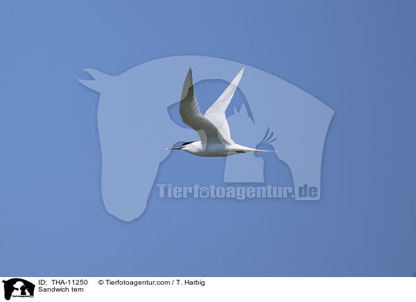 Brandseeschwalbe / Sandwich tern / THA-11250