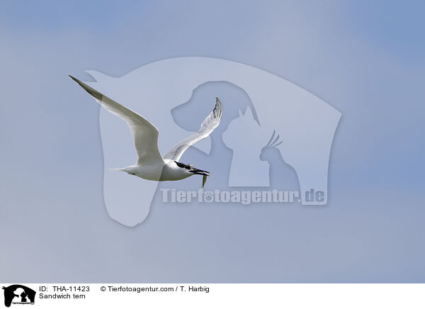 Brandseeschwalbe / Sandwich tern / THA-11423