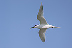 Sandwich tern