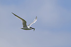 Sandwich tern