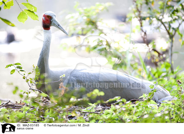 Saruskranich / sarus crane / MAZ-03185