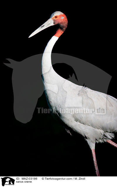 Saruskranich / sarus crane / MAZ-03186