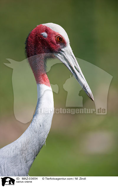 Saruskranich / sarus crane / MAZ-03654