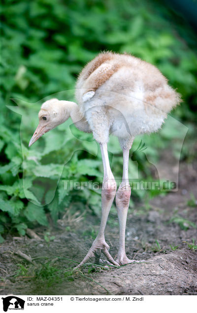 Saruskranich / sarus crane / MAZ-04351