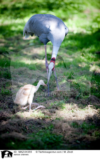 Saruskraniche / sarus cranes / MAZ-04355