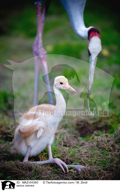 Saruskraniche / sarus cranes / MAZ-04360