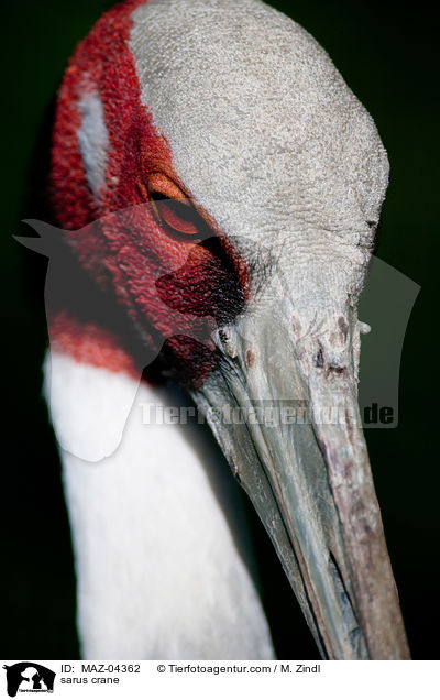 Saruskranich / sarus crane / MAZ-04362