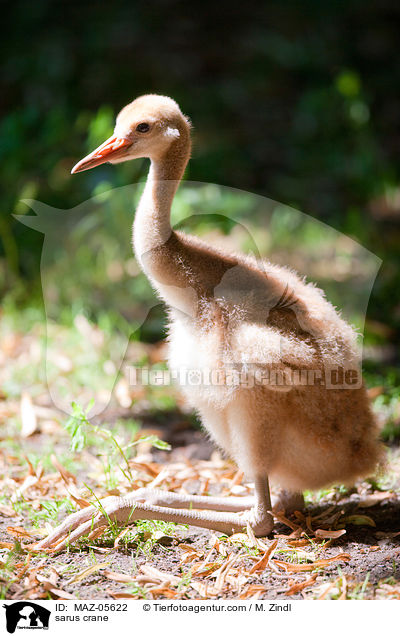 Saruskranich / sarus crane / MAZ-05622
