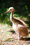 sarus crane