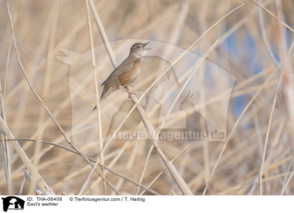 Rohrschwirl / Savi's warbler / THA-06408