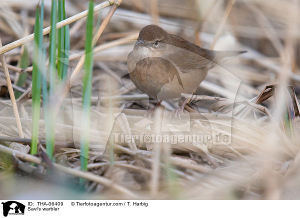 Rohrschwirl / Savi's warbler / THA-06409