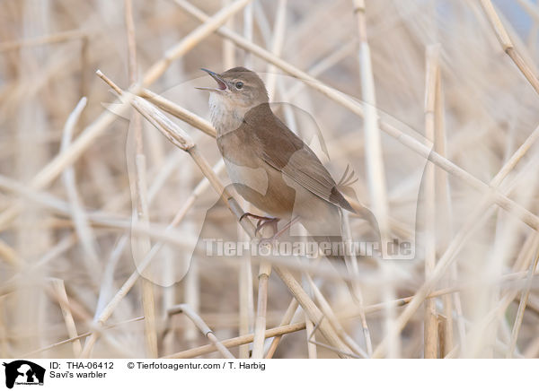 Rohrschwirl / Savi's warbler / THA-06412