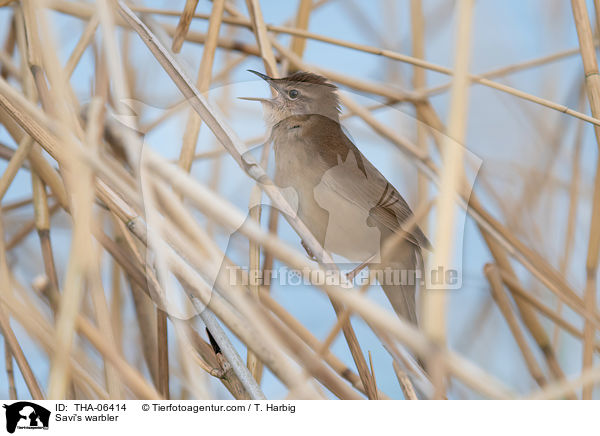 Rohrschwirl / Savi's warbler / THA-06414