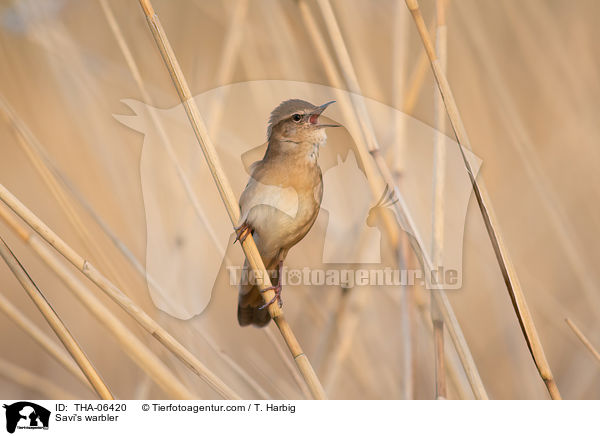 Rohrschwirl / Savi's warbler / THA-06420