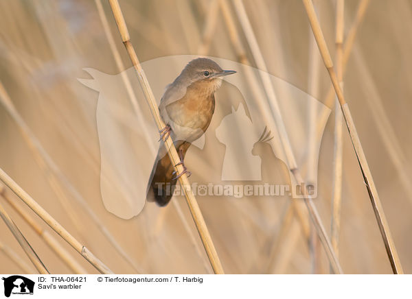 Rohrschwirl / Savi's warbler / THA-06421