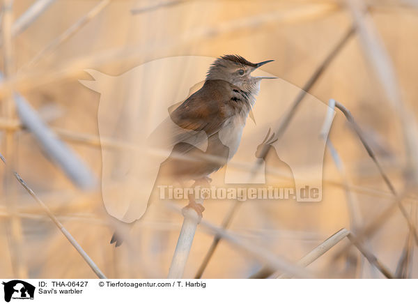 Rohrschwirl / Savi's warbler / THA-06427