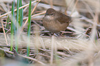 Savi's warbler