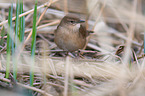 Savi's warbler