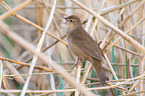 Savi's warbler