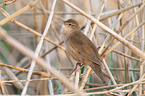 Savi's warbler