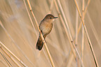 Savi's warbler