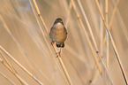 Savi's warbler