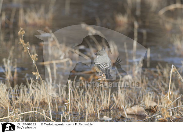 Zimtbauch-Phoebetyrann / Say's phoebe / FF-09332