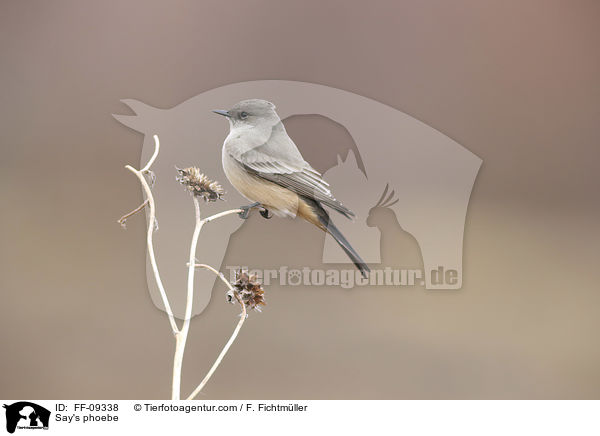 Zimtbauch-Phoebetyrann / Say's phoebe / FF-09338