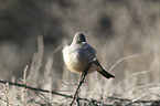 Say's phoebe