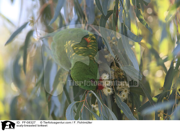 Schuppenlori / scaly-breasted lorikeet / FF-08327