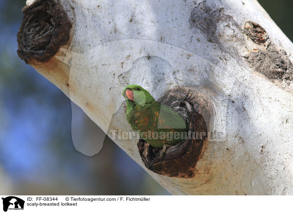scaly-breasted lorikeet / FF-08344