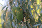 scaly-breasted lorikeet