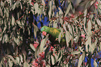 scaly-breasted lorikeet
