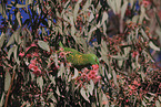 scaly-breasted lorikeet