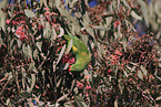 scaly-breasted lorikeet