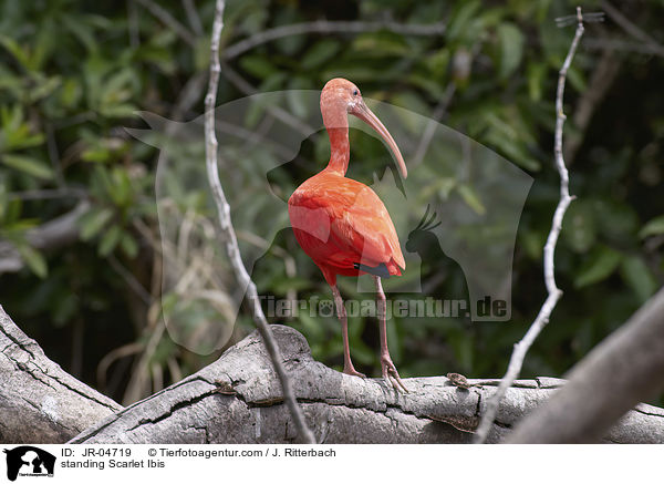 standing Scarlet Ibis / JR-04719