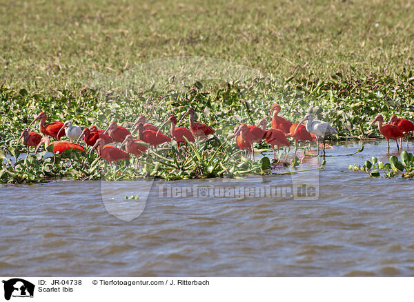 Scarlet Ibis / JR-04738