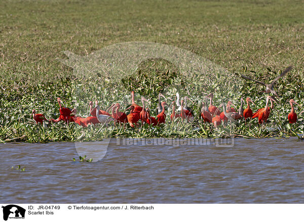 Scarlet Ibis / JR-04749