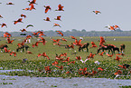 scarlet ibis