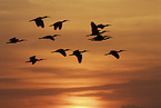 flying Scarlet Ibis