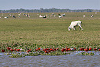 Scarlet Ibis