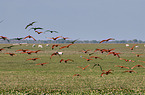 flying flock of birds