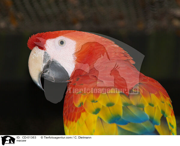 Hellroter Ara / macaw / CD-01363