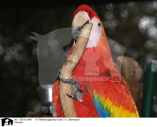 Hellroter Ara / macaw / CD-01366