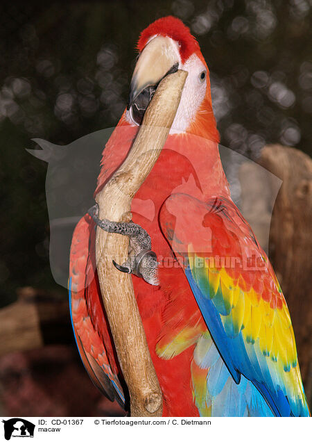 Hellroter Ara / macaw / CD-01367